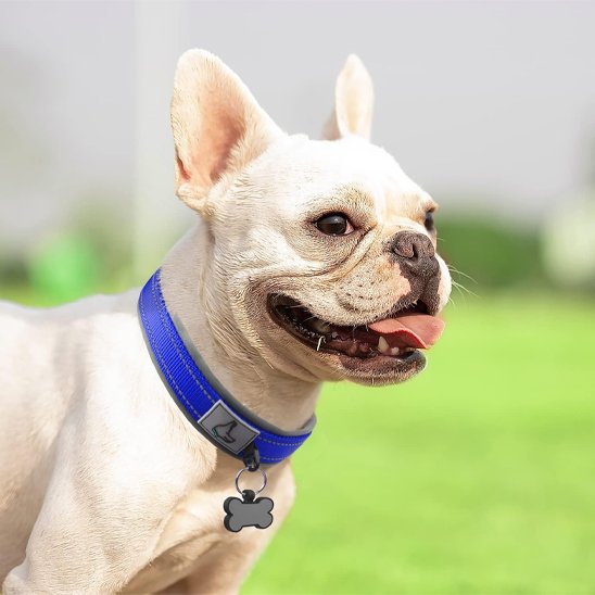 Bouledogue français beige portant un collier chien bleu, profitant du soleil dans un parc verdoyant.