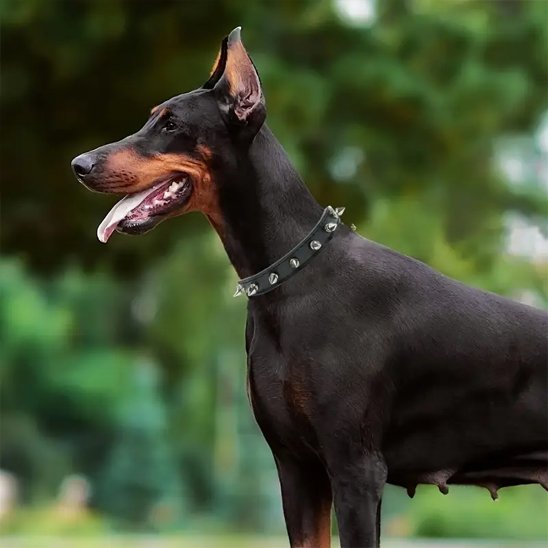 Dobermann portant un collier chien cuir noir avec pointes argentées en extérieur.