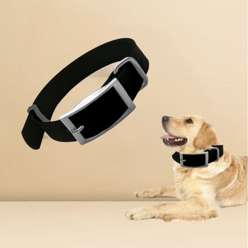 Golden retriever allongé portant son collier chien en biothane noir, avec deux modèles rouge et bleu présentés en arrière-plan.