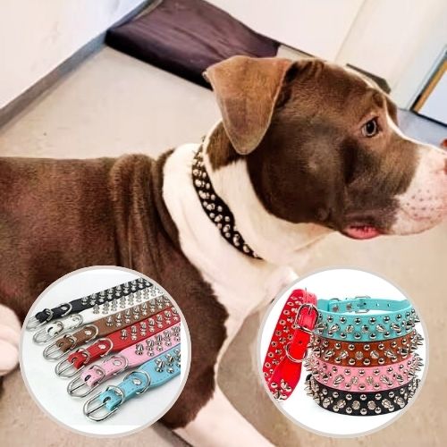 Le Pitbull est allongé au salon avec son collier chien cuir : clouté noir, aussi proposé en bleu, rouge et rose.