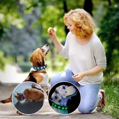 Une femme en train de jouer avec son beagle qui porte un collier chien lumineux de couleur bleu au parc, disponible aussi en vert.
