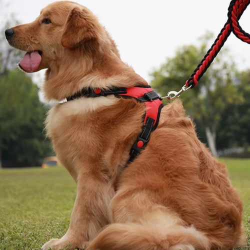 Harnais anti traction chien-ChicGrip™ : Ce labrador assis avec son harnais anti-traction en tissu Oxford offrant confort et durabilité de couleur rouge tenu avec une laisse en nylon tresser rouge et noir