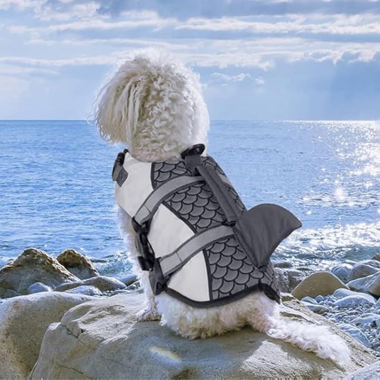 Bichon frisé blanc assis de dos face à la mer avec un gilet de sauvetage chien gris.