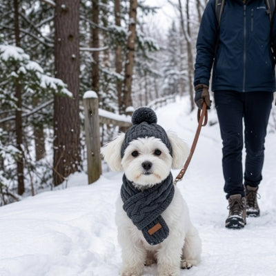 Petit Bichon Maltais avec un bonnet pour chien gris anthracite et écharpe tricotée sur un sentier.