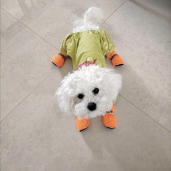 Bichon blanc couché sur un carrelage clair avec des chaussures pour chien orange et un manteau vert.