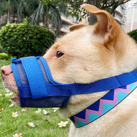 Chien beige avec muselière anti aboiement bleue en maille et collier bleu à motifs zigzag.