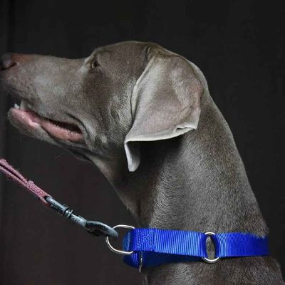 Weimaraner avec un collier de dressage bleu foncé et une laisse, sur fond sombre. Collier pour chien de dressage résistant pour la gestion.