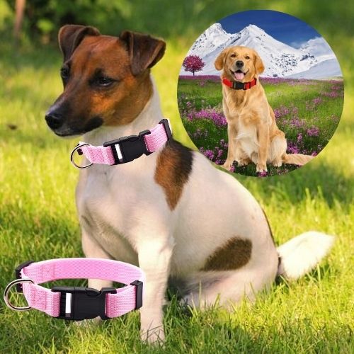 Jack Russell avec collier pour chien rose et golden retriever avec collier rouge dans un champ fleuri.