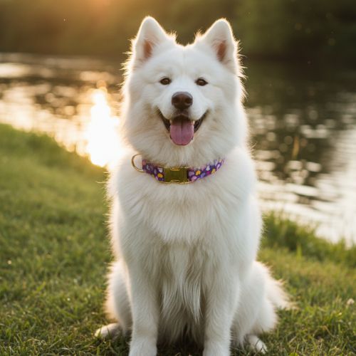 SamoyÚde dans l'herbe au coucher du soleil, portant un collier pour chiot en polyester durable avec des motifs floraux violets. ScÚne naturelle et élégante.
