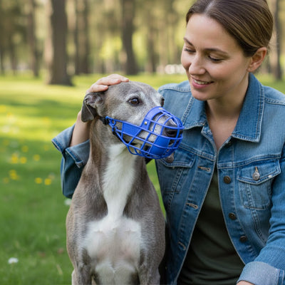 Femme caressant un chien Whippet gris portant une muselière chien bleue dans l'herbe.