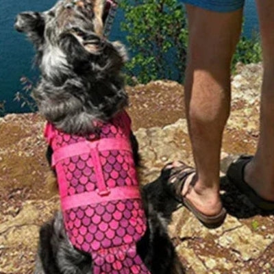 Vue de dessus d'un gilet de sauvetage chiens rose fuchsia à écailles sur un chien à poils longs.