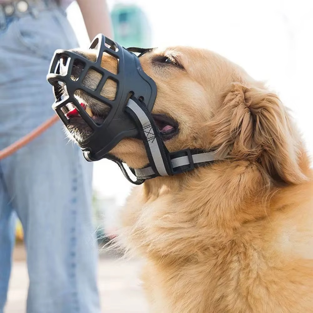 Golden Retriever de profil portant une muselière pour chien ajourée avec sangle grise.