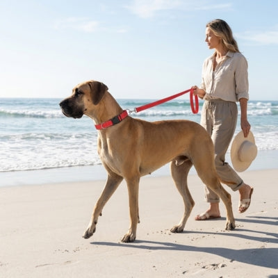 Grand Danois marchant sur le sable d'une plage avec un collier pour chien rouge.