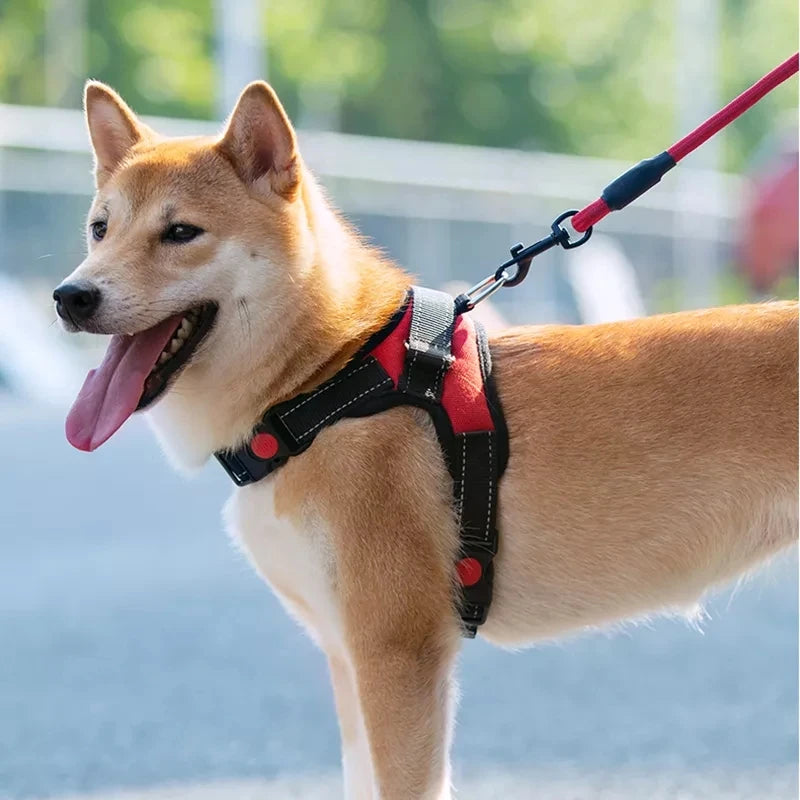 Harnais anti traction chien rouge avec bandes réfléchissantes sur un Shiba Inu en laisse.