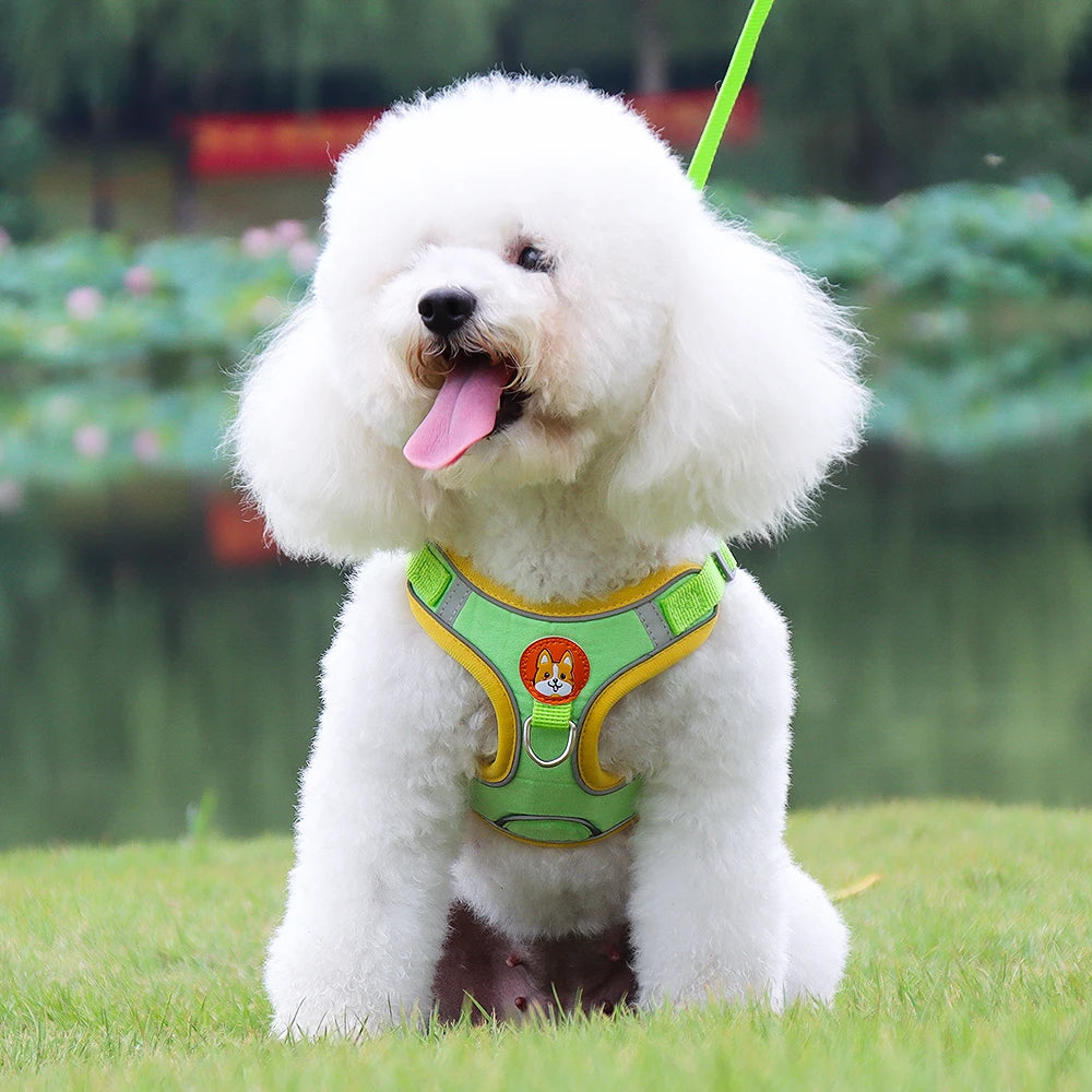 Un caniche au pelage blanc assis au parc avec son harnais chien en tissu Oxford durable, respirant et rembourré de couleur vert fluo avec des contours jaune doté d'une laisse assorti