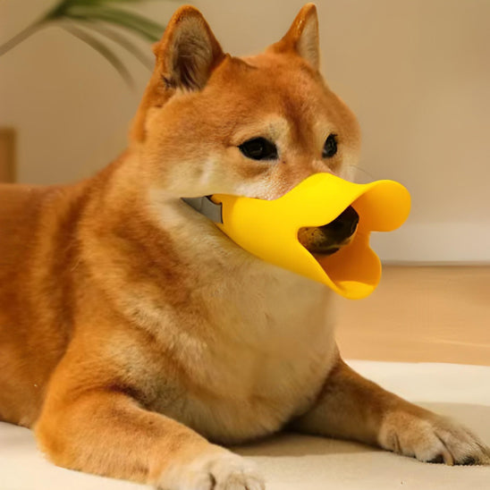 Profil d'un Shiba Inu portant une muselière pour chien jaune en forme de bec de canard.