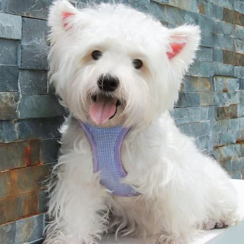 Harnais anti traction chien : Ce loulou est au parc avec son harnais anti-traction fait d'un tissage gaufré doux et confortable