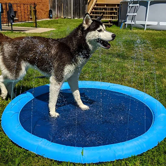 Chien Husky debout dans une piscine pour chien rafraîchissante.