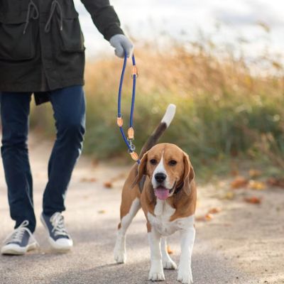 Un chien Beagle en promenade sur un chemin, tenu par une double laisse pour chien bleue.
