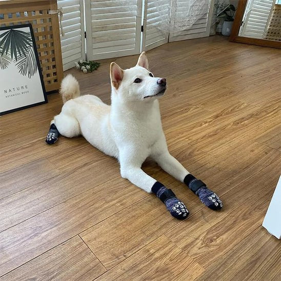 Shiba Inu blanc allongé sur le parquet, montrant ses pattes avant avec chaussette pour chien.