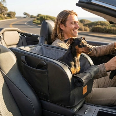Pinscher nain dans son siege auto pour chiens installé sur l'accoudoir d'un cabriolet.