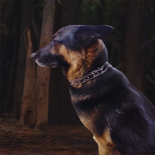 Collier de dressage chien-SteelClawâą :