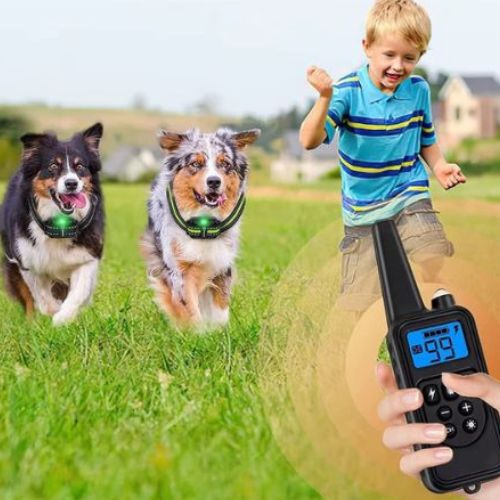 Deux Bergers Australiens courent tandis qu'un enfant utilise la télécommande du collier de dressage chien dans un parc.