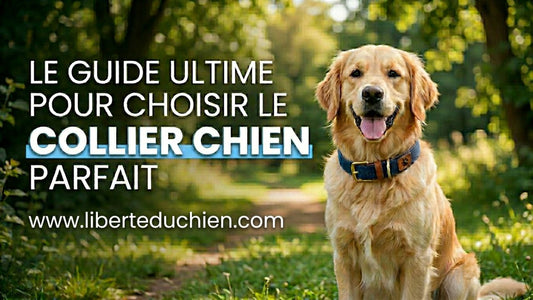 Golden Retriever portant un collier chien  bleu dans une forêt