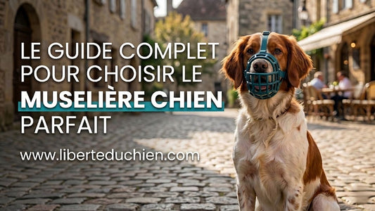 Chien de type Épagneul Breton portant une muselière chien panier dans une rue assis sur les pavés.