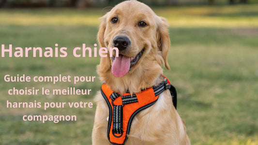 Harnais chien