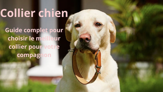 Collier chien