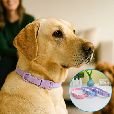 Labrador avec un collier pour chien en PVC lavande. Gros plan montrant les couleurs bleu, rose et lavande sur une table. Boucle sécurisée.