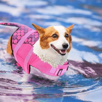Chien Corgi nageant dans l'eau avec son gilet de sauvetage chiens rose fuchsia style sirène.