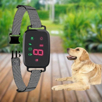 Collier dressage chien-AlphaTone™ : Ce golden retriever est détendu avec son collier dressage chien