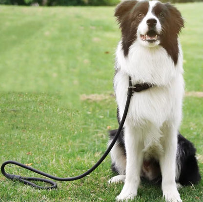 Laisse chien-Leadership™ : Ce berger australien arrêter dans le jardin avec une laisse