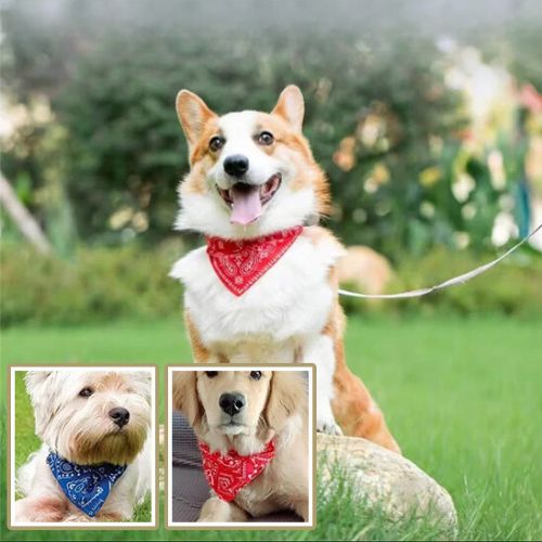 Collier chien-FoulardBTR™ : Ce Welsh Corgi est très content au parc avec son collier chien avec bandana rouge attaché à une laisse