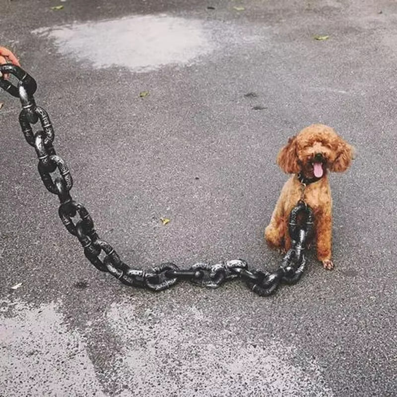 Laisse pour chien : Ce caniche est assis avec sa laisse en chaine PVC antirouille de couleur noir