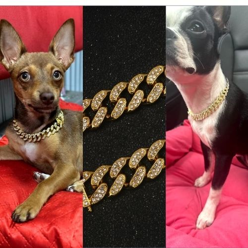 Collier chien-BijouxChic™ : Ce collier chien en chaine cubaine avec incrustation de diamant de couleur doré est un accessoire de mode canin qui fait passer votre chihuahua ou bulldog français pour une très grande star les tailles S et M leurs vont très bien dans un endroit décontracté