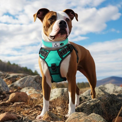 American Staffordshire Terrier portant un collier chien turquoise sur un sentier rocheux, sous un ciel bleu.
