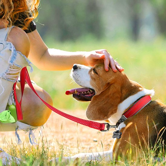 Beagle assis dans l’herbe, portant un collier chien rouge et laisse assortie, caressé par sa maîtresse.