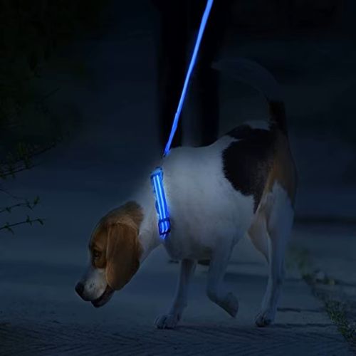 Ce beagle se promène en soirée avec son maitre en ayant au cou un collier lumineux chien bien visible dans l'obscurité.