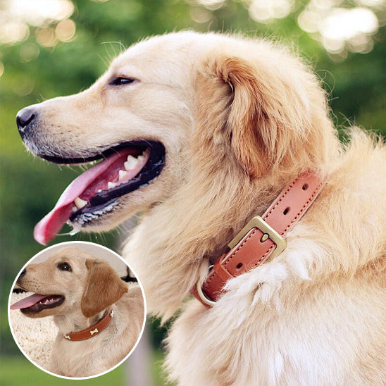 Golden retriever avec un collier pour chien en cuir marron, boucle dorée, en plein air.