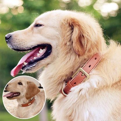 Golden retriever avec un collier pour chien en cuir marron, boucle dorée, en plein air.