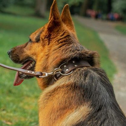 Berger allemand portant un collier pour chien en cuir marron solide.