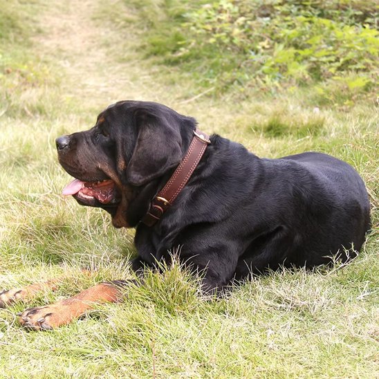 Rottweiler couché sur l’herbe avec un collier pour chien en cuir marron.