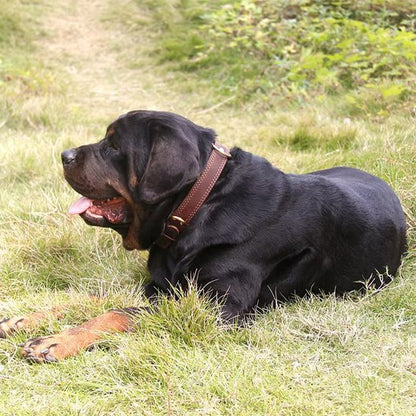 Rottweiler couché sur l’herbe avec un collier pour chien en cuir marron.