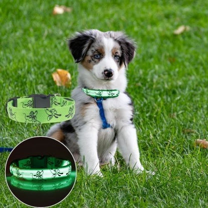 Ce petit berger australien est assis sur le gazon en plein air avec à son cou un collier lumineux pour chien visible.