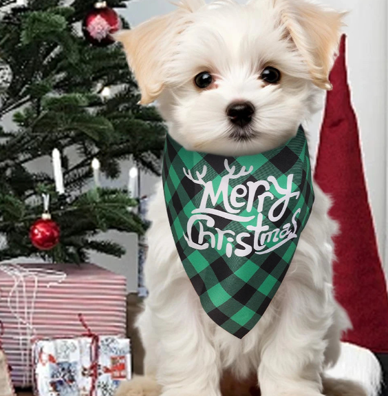 Ce Bichon Maltais est tout mignon assis près du sapin de Noël avec son bandana chien de foulard carrelé vert-noir et motif de Noël.