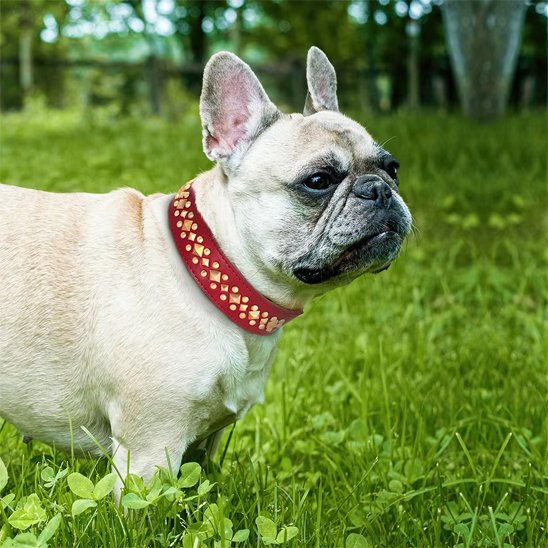 Bouledogue français portant un collier pour chien en cuir rouge StyleSécure dans un jardin.