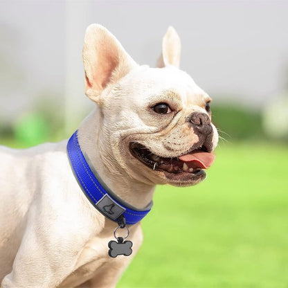 Bouledogue français beige portant un collier chien bleu, profitant du soleil dans un parc verdoyant.